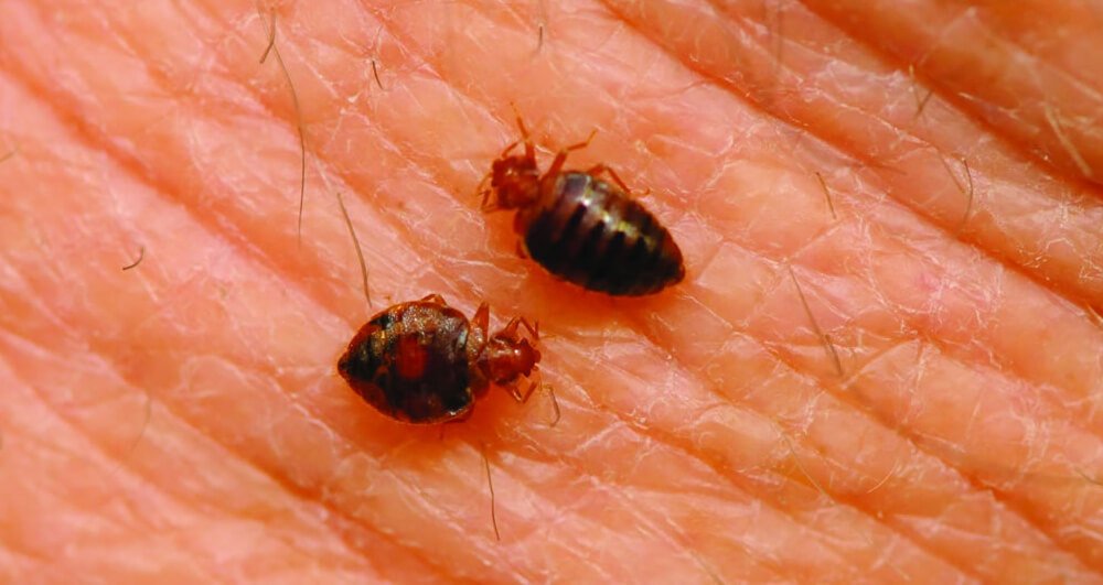Bed Bugs Control 2