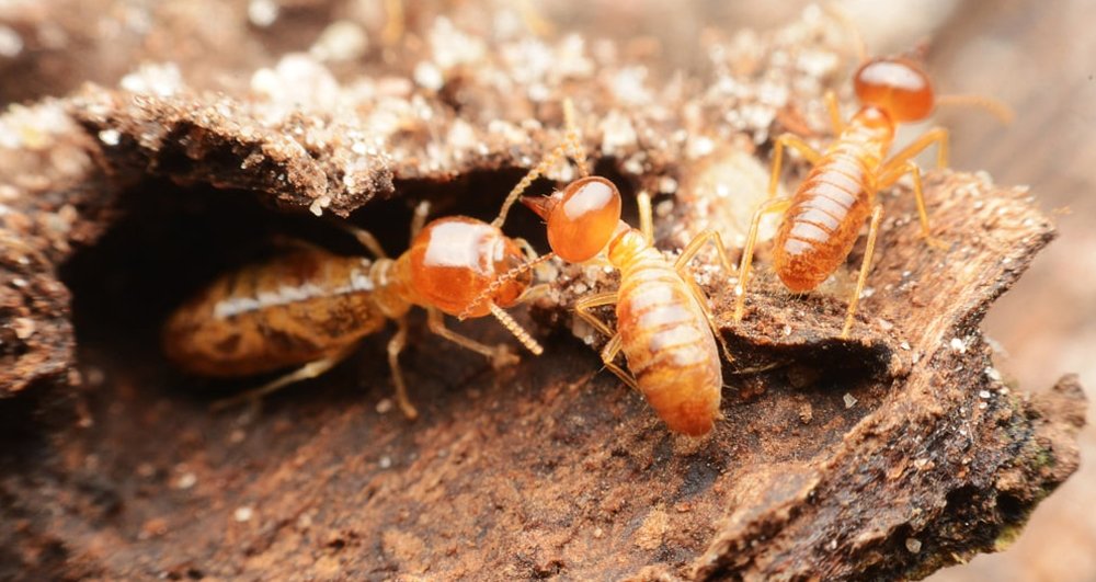 Termite Control2